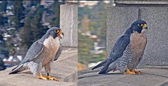 Berkeley Falcon Drama Intensifies, as Female Courts New Male While Her Mate Recovers