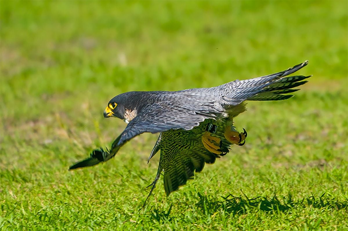 Grinnell the Falcon Returns to Berkeley Campanile, and the Drama Continues