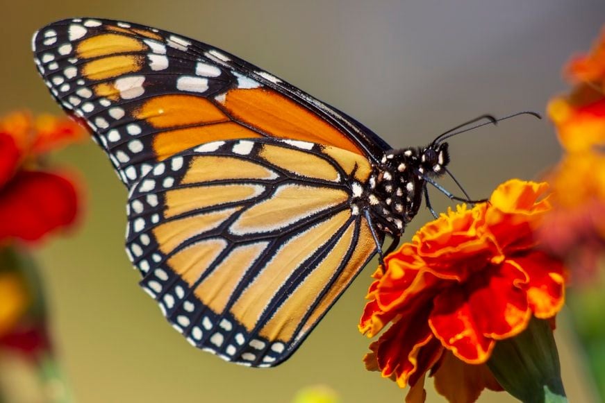 Monarch Butterfly Population Sees Thousand-Fold Increase, Likely Thanks to Drought