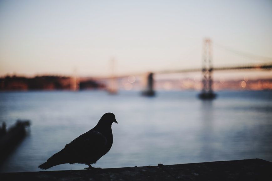 Day Around the Bay: Berkeley Falcon Love Triangle Continues, Female Still Hasn’t Chosen Mate