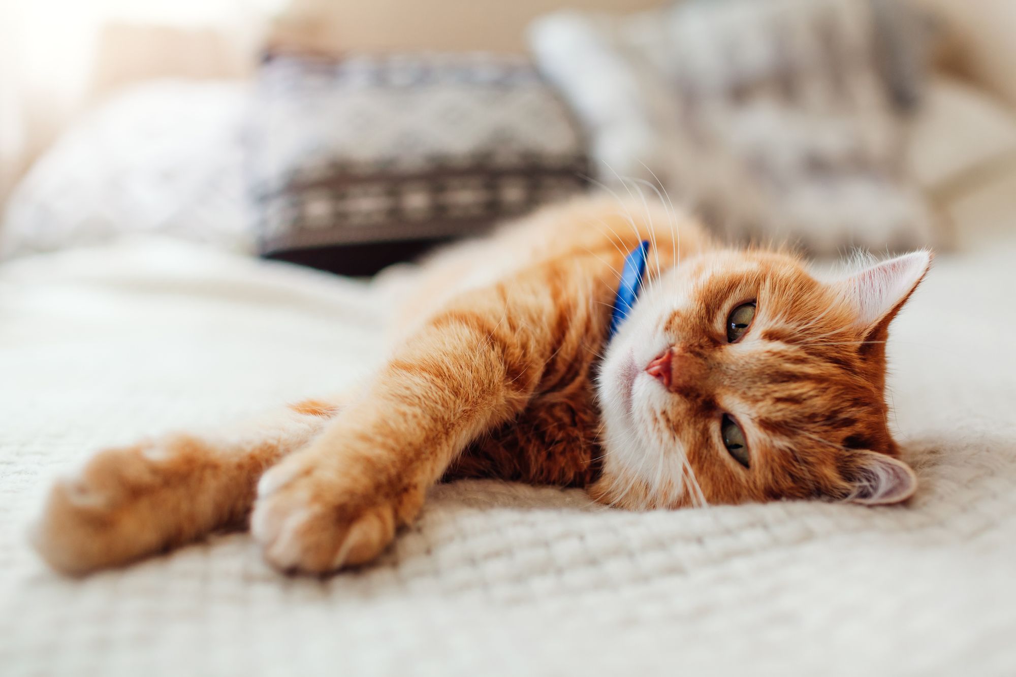 A Couple Staying at a Sonoma Airbnb Allegedly Stole an Adopted Cat... and Took Her to SoCal