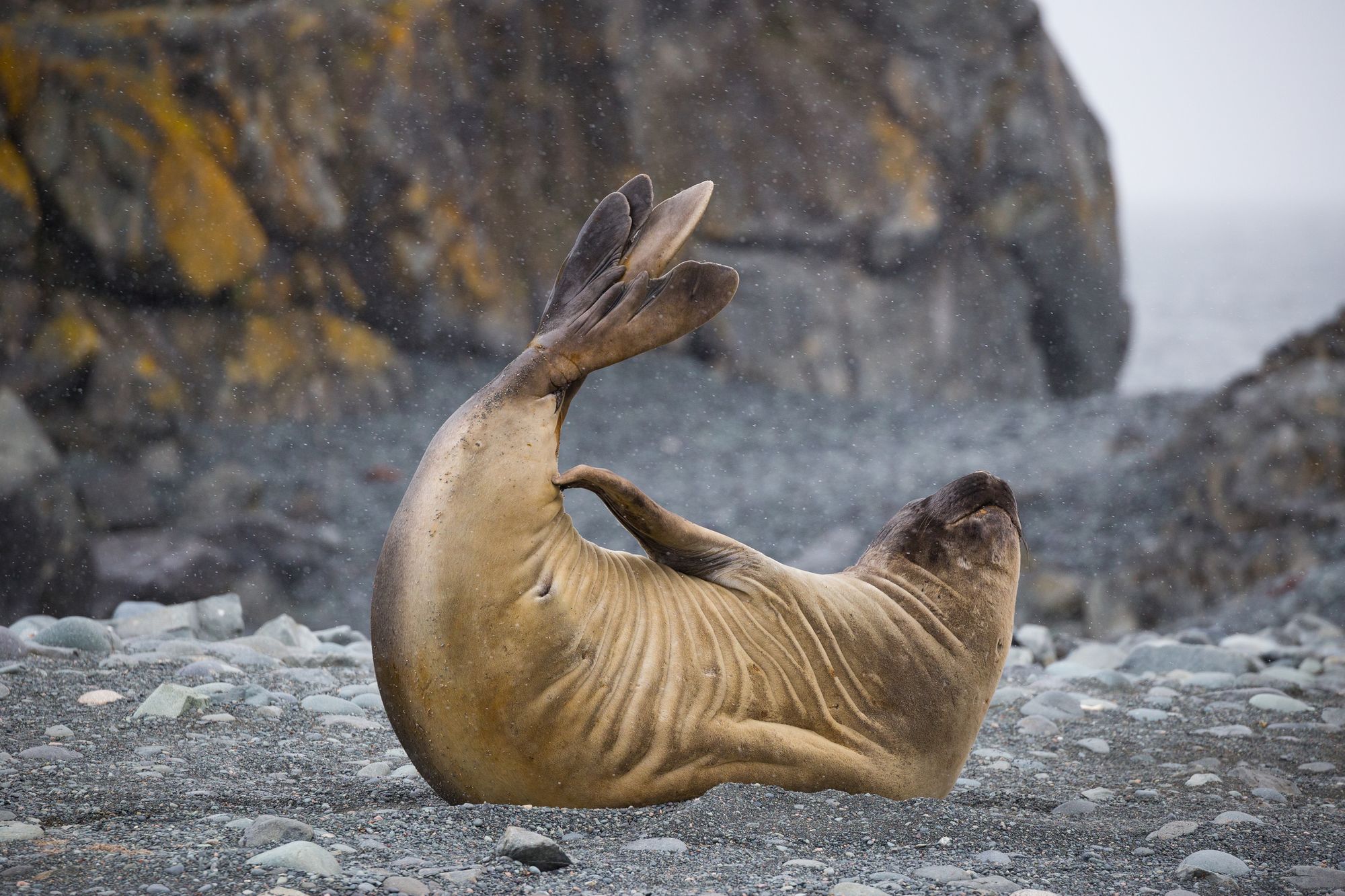 Day Around the Bay: There Was a Massive Elephant Seal Pulled From a Parking Lot at Drakes Beach