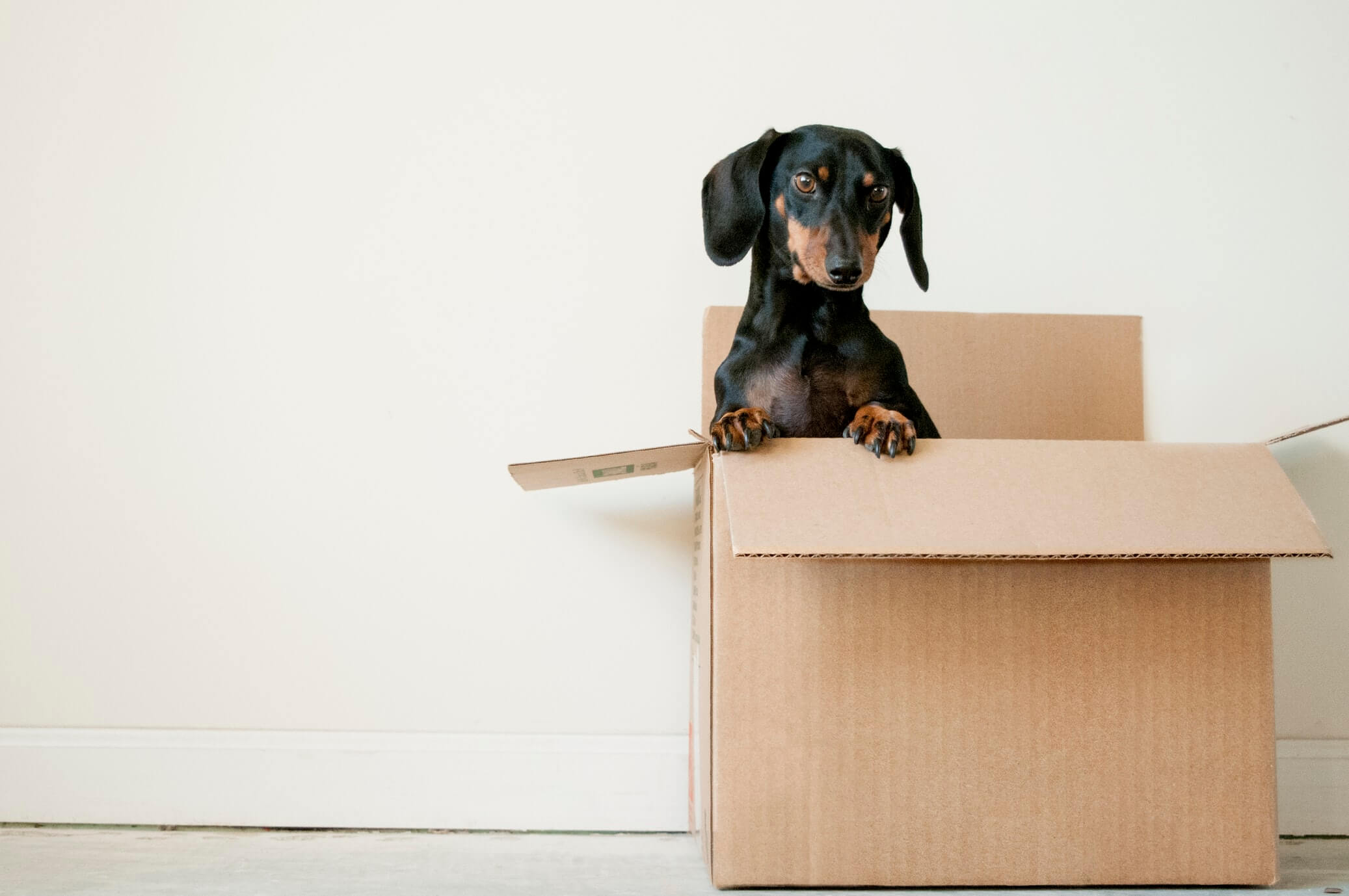 17+ Best Movers & Moving Companies For Post SF Exodus 2022 - Vimarsana News