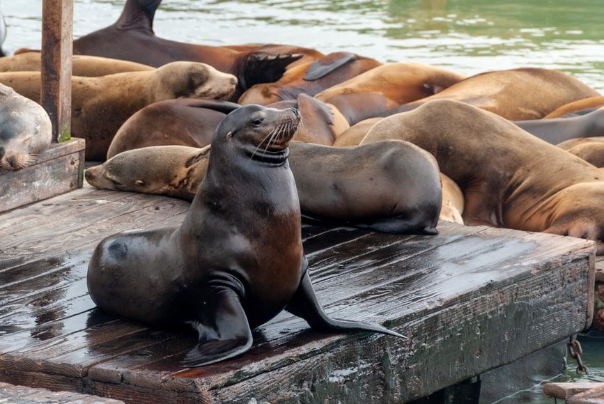 Day Around the Bay: Seals Apparently Biting Swimmers Near Fisherman’s Wharf