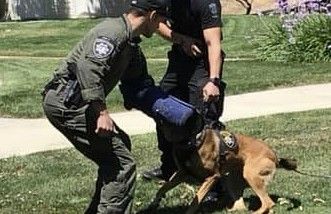 San Ramon Police Sic Attack Dog on Uber Driver Who’d Merely Missed Car Payments