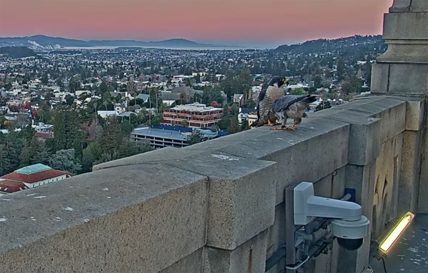 Good News!: Bonded Peregrine Falcon Couple Revives Their Courtship Atop Berkeley Campanile, Following Injury