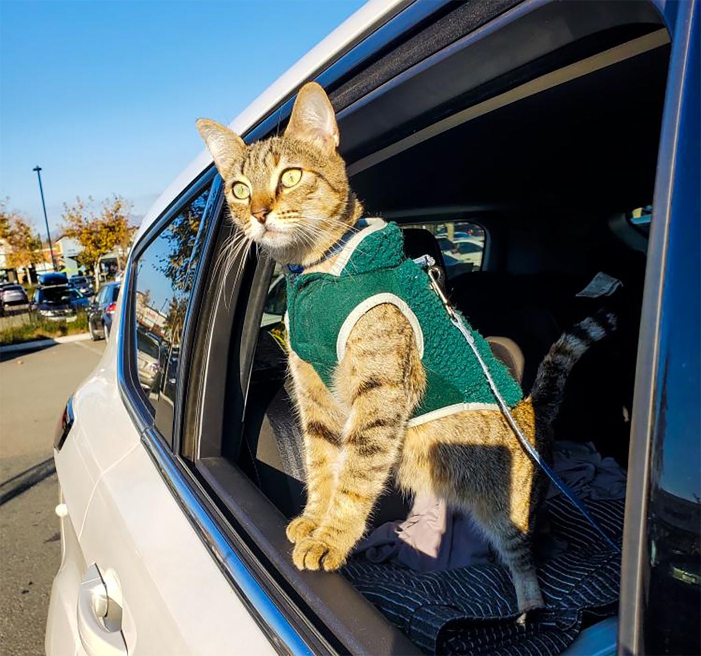Minnelusa, the Cat Stolen In a Car Break-In Last Month In Cow Hollow, Has Been Found Safe and Returned Home