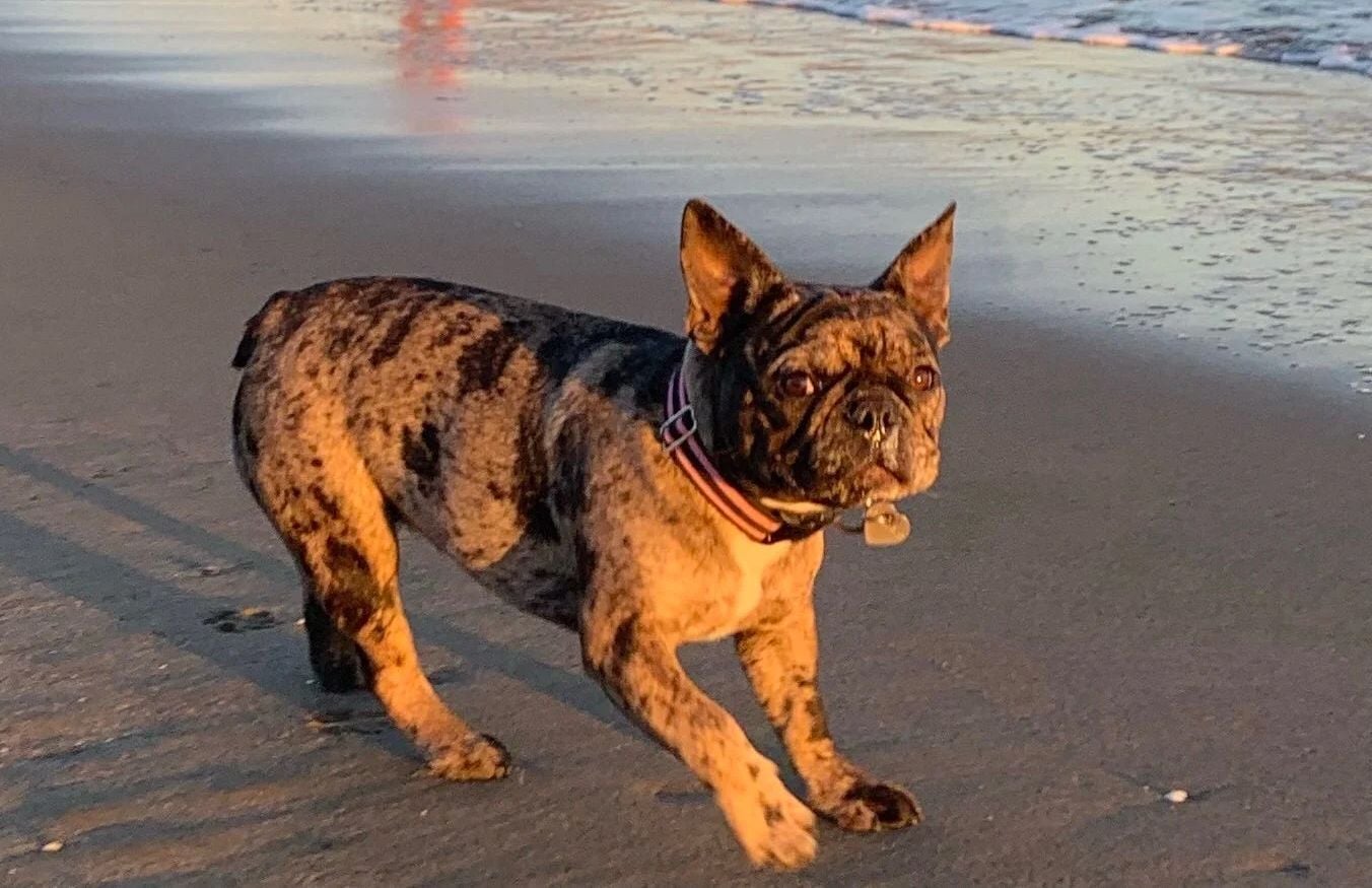 French Bulldog Stolen on New Year's Day in the Marina Has Been Returned