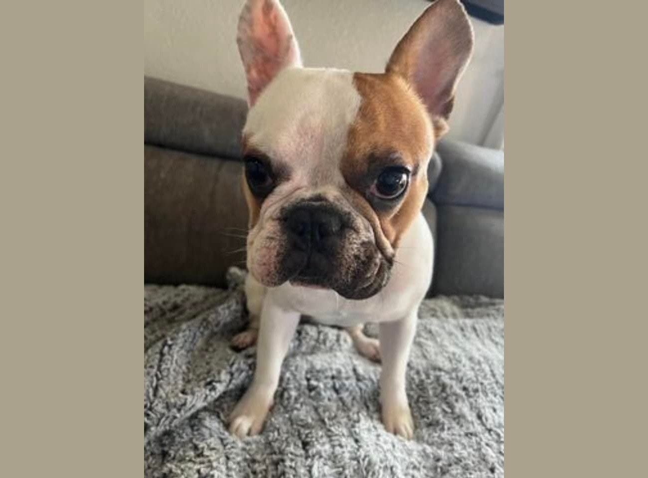 Latest French Bulldog Theft Adds Insult to Injury, as Suspects Return to Steal Victim’s Car