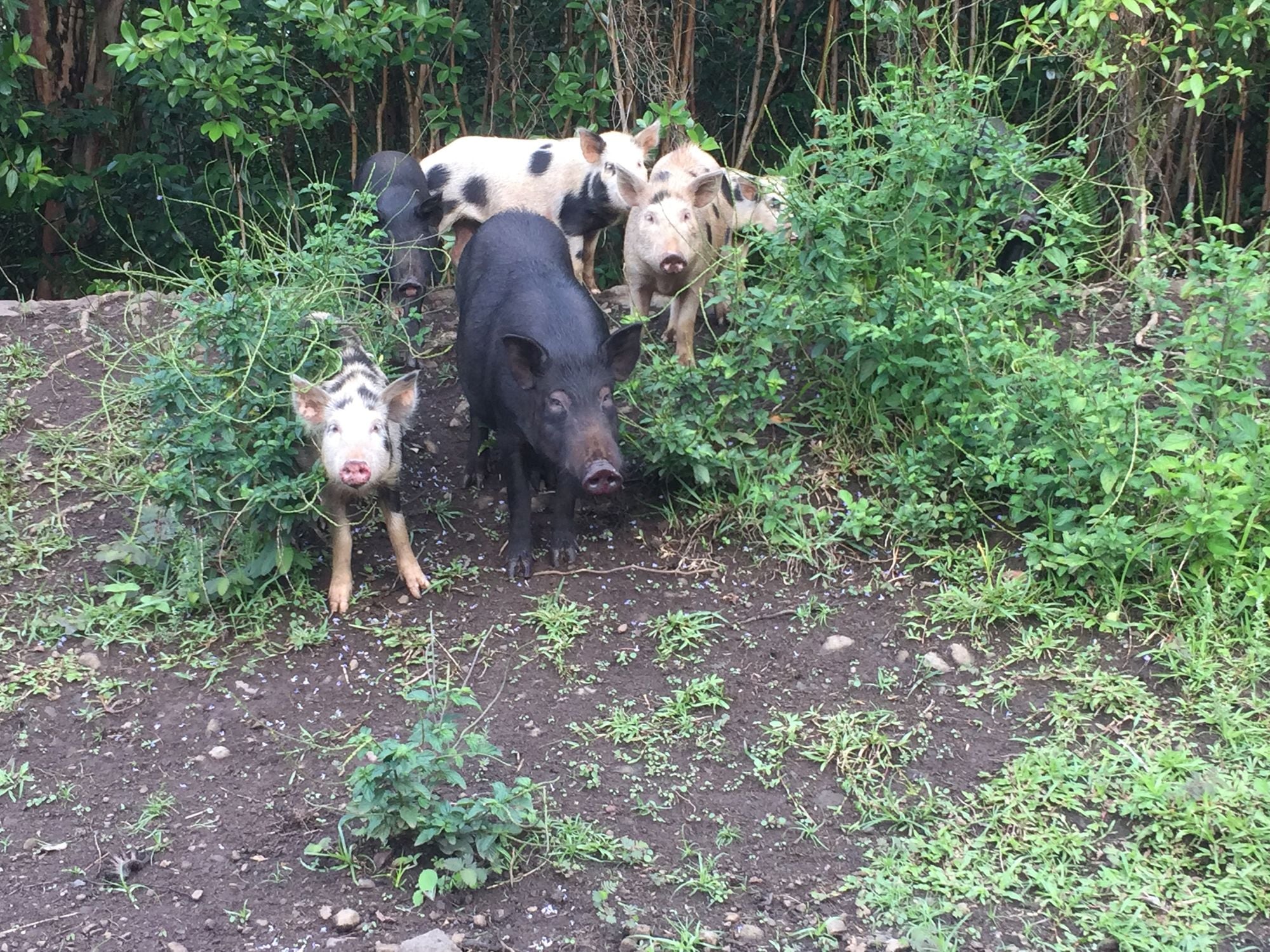 Feral Pigs Running Amok in Lafayette, Moraga, and Really Almost the Whole State