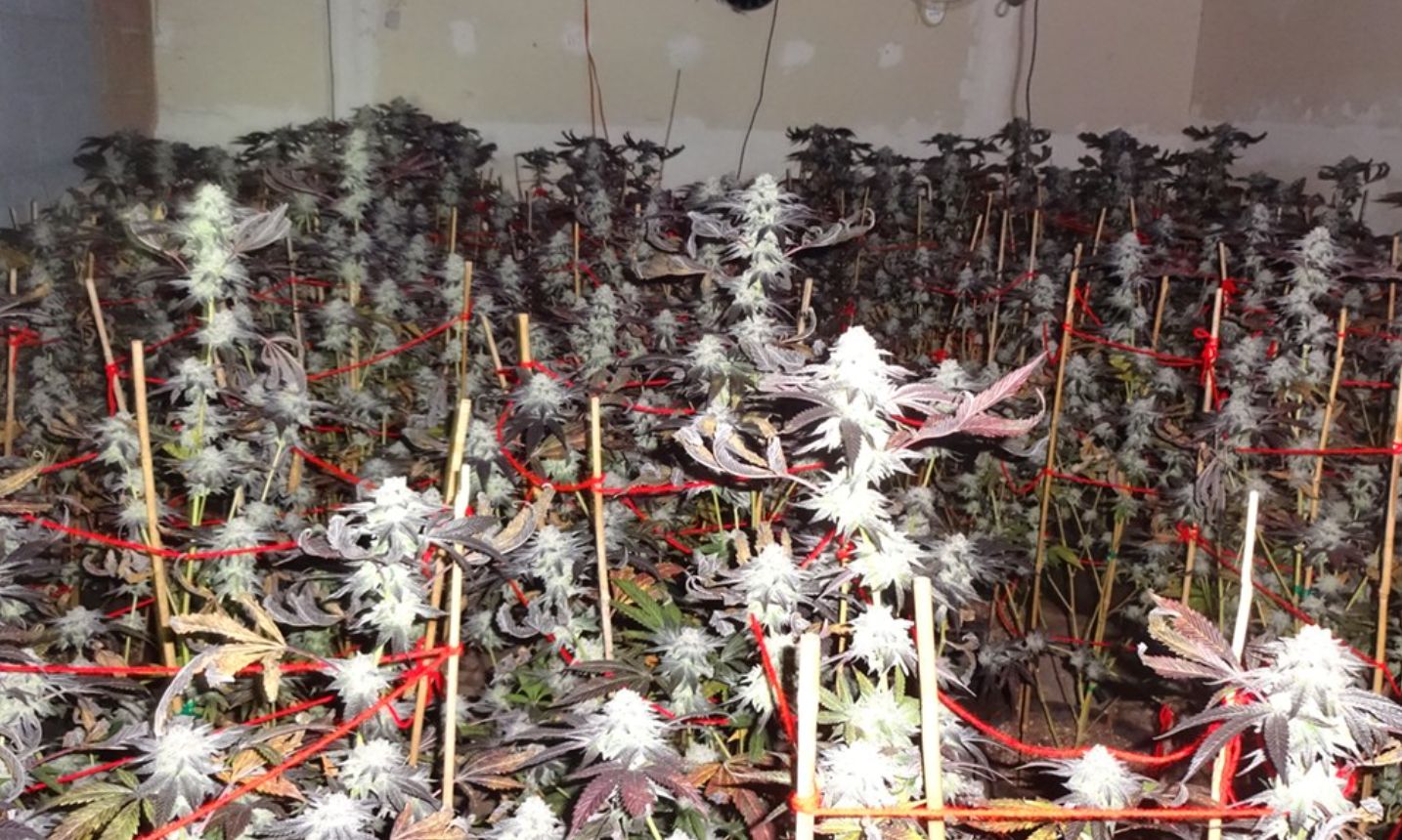 Authorities Seize $7 Million Worth of Black-Market Marijuana In Lake County Bust