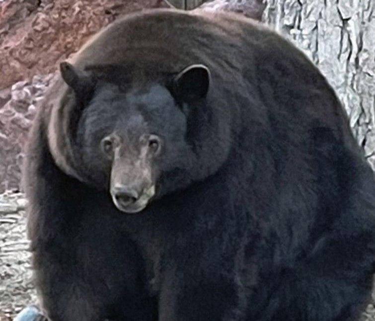 It Ain’t Just Hank the Tank — DNA Shows At Least Four Different Bears Plundering Tahoe Homes