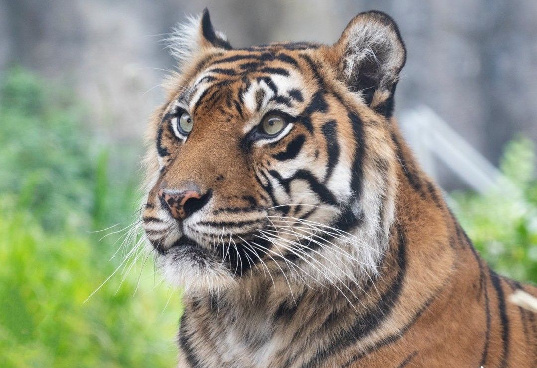 Day Around the Bay: SF Zoo’s Sumatran Tiger, Leanne, Has Died At Age 18