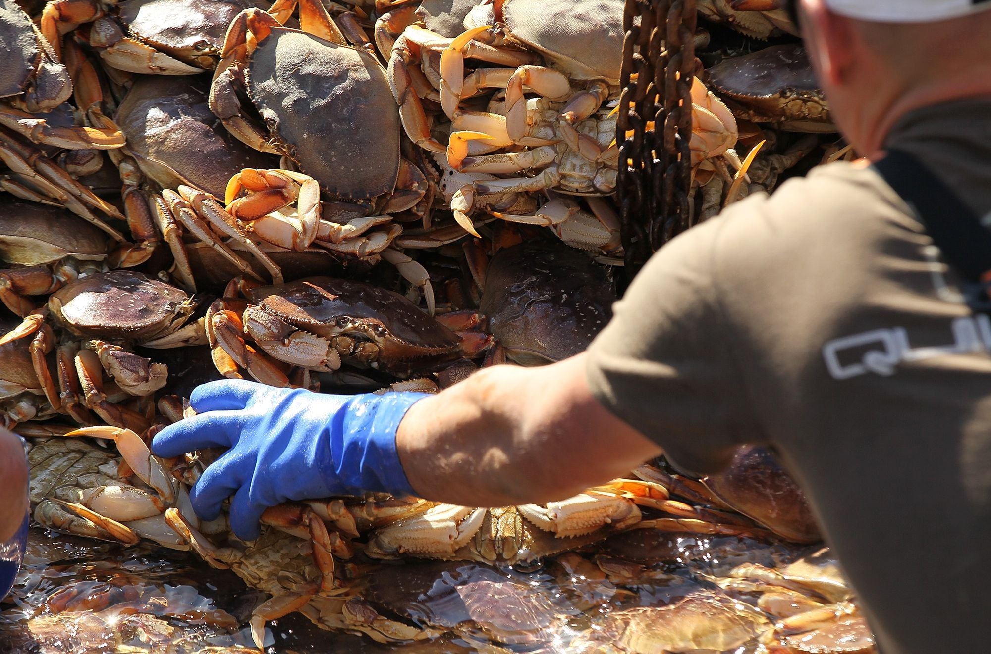 After Two Whale Entanglements, Most Dungeness Crab Fishing Off California Will End Early