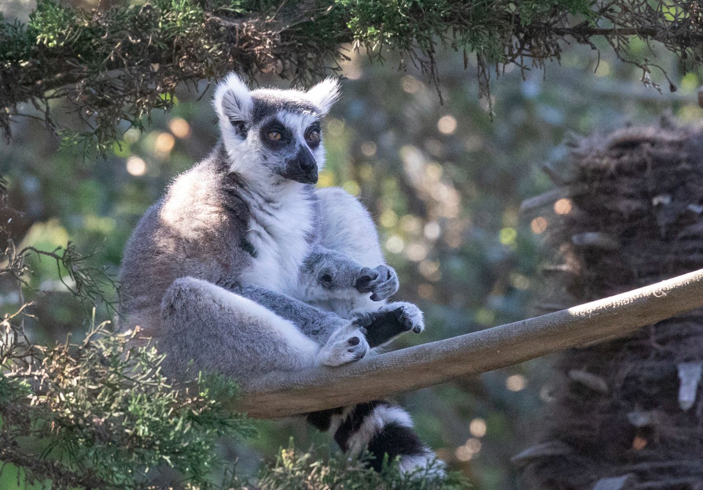 Maki, the SF Zoo Lemur That Was Stolen (Then Found) in 2020, Has Died at 22 Years Old