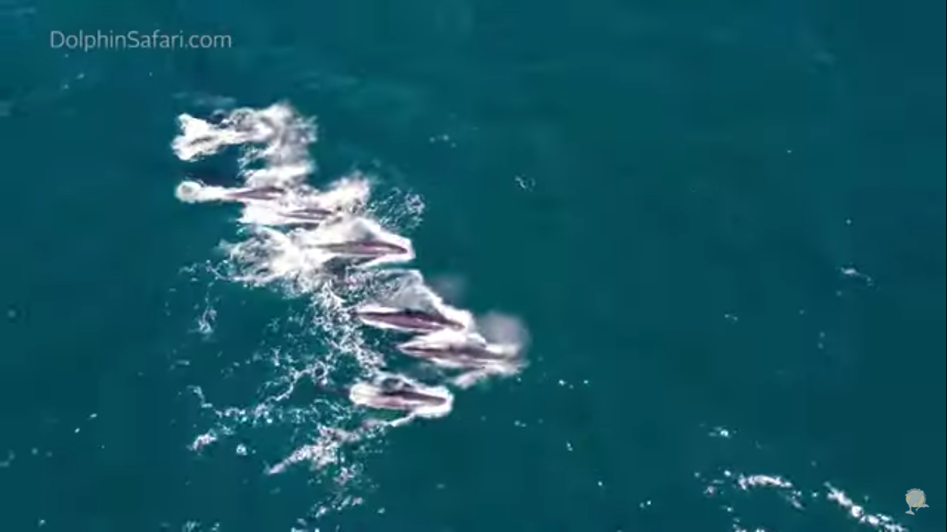 Whale Watching Season Has Arrived, as Large Pack of False Killer Whales Delights SoCal Watchers