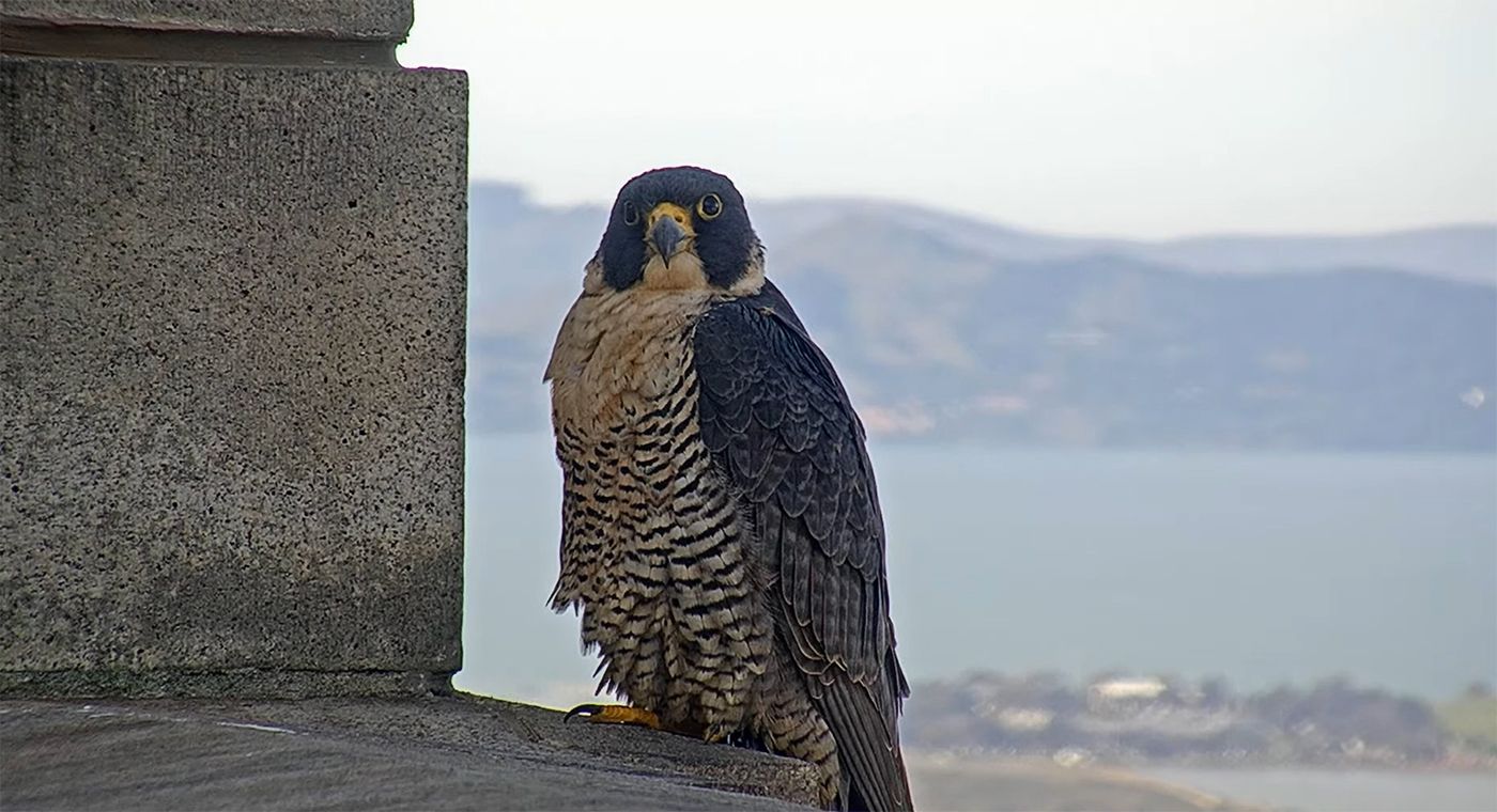 Berkeley Falcon Watchers In Delighted Shock as Annie the Peregrine Falcon Returns to Campanile