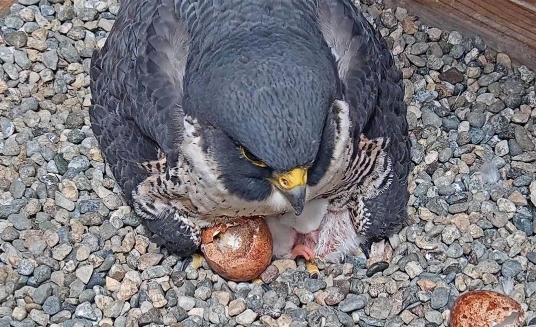 Female in Berkeley Falcon Pair Goes Missing, Is Likely Injured or Dead