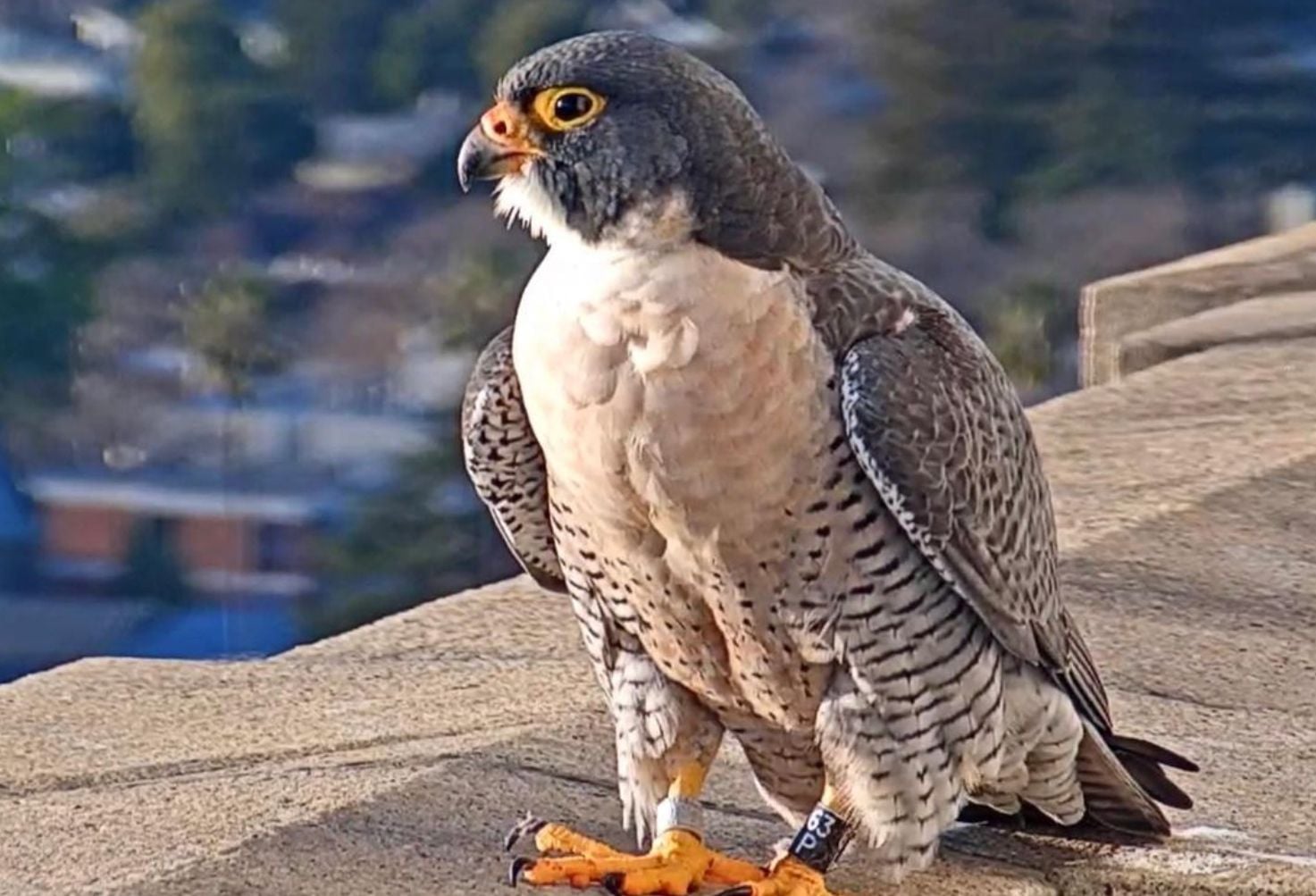 Male In Famous Berkeley Falcon Pair Found Dead, Bringing Tragic End to Five-Year Romance