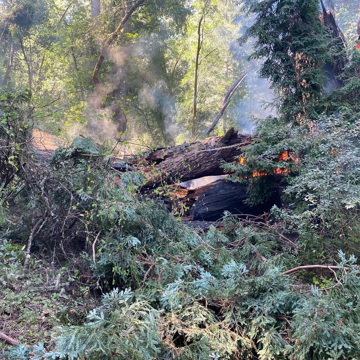 500-Year-Old 'Pioneer Tree' Burns, Topples in Lagunitas
