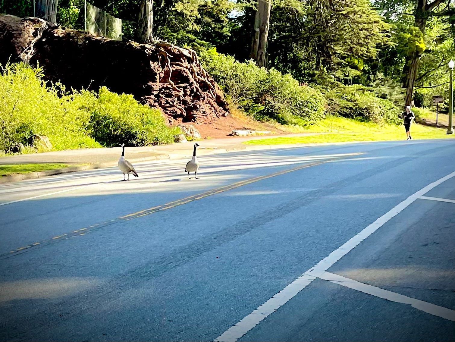 Supervisor Chan (Again) Bucks Consensus Plan for Car-Free JFK Drive, Goes Her Own Way With Dueling Proposal