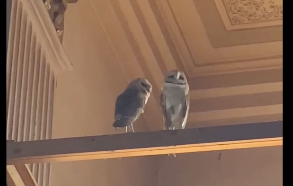 Three Owls Rescued From Inside Church of 8 Wheels on Fillmore