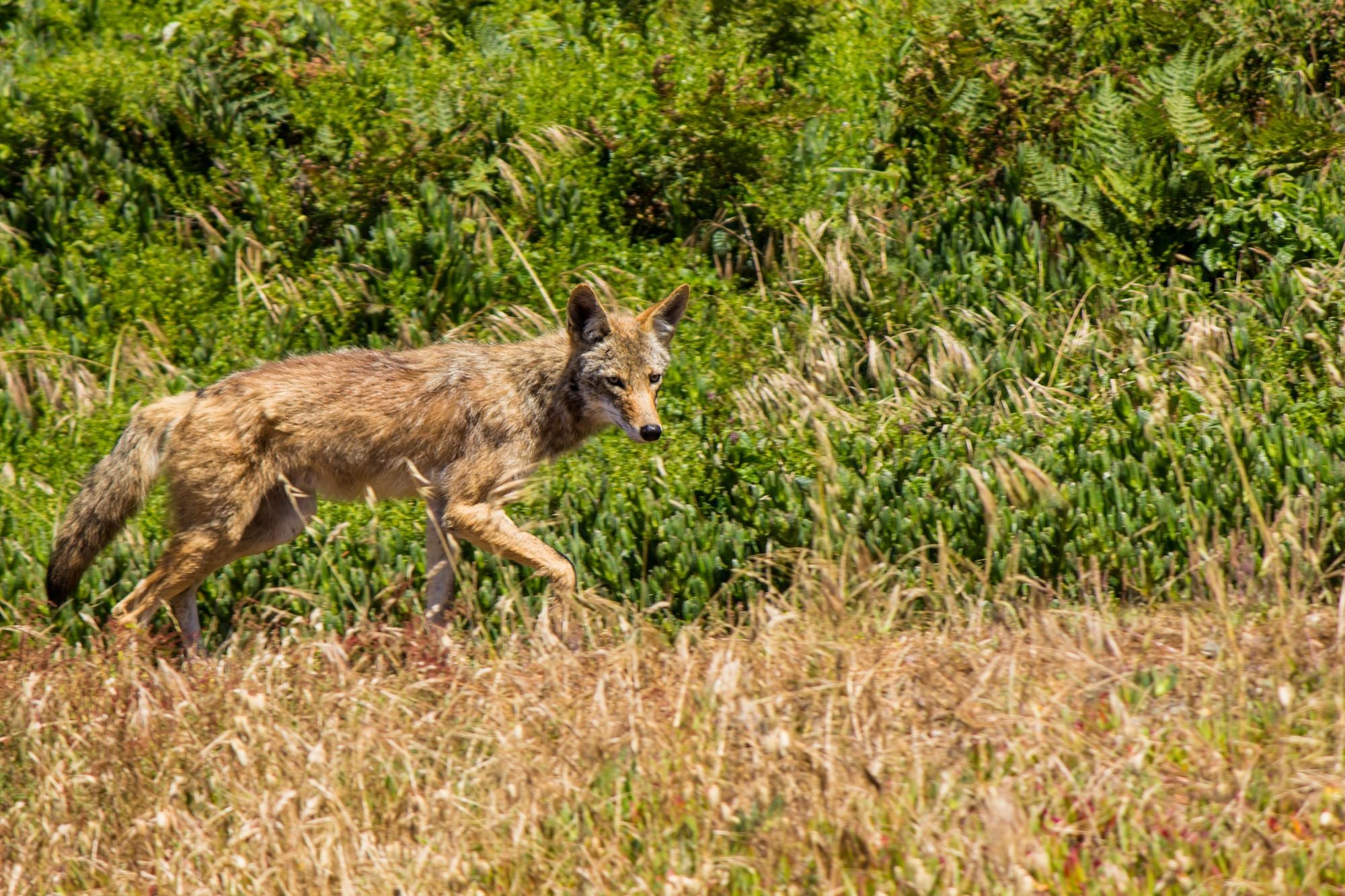 Two Small Dogs Killed by Coyotes in Same San Francisco Park Last Month