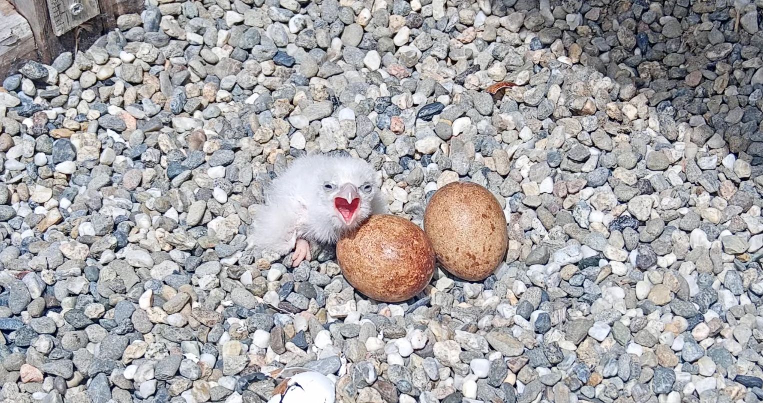 Berkeley Campanile Falcon Chicks Starting to Hatch for Mom Annie and Stepdad Alden