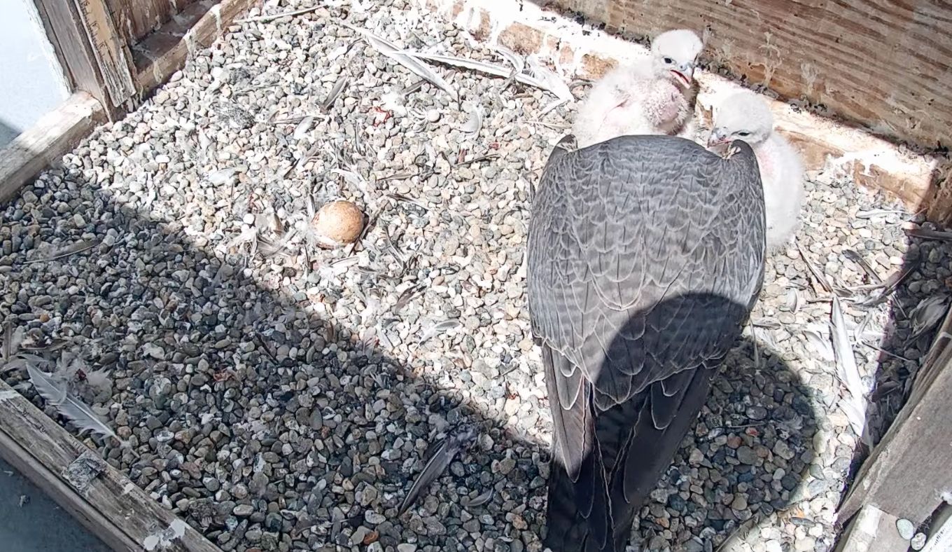 Pair of UC Berkeley Peregrine Falcon Chicks Growing Up Fast