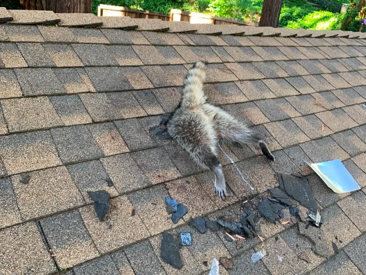 Photo Goes Viral of Santa Cruz Raccoon That Got Stuck Face-First In a Roof Hole