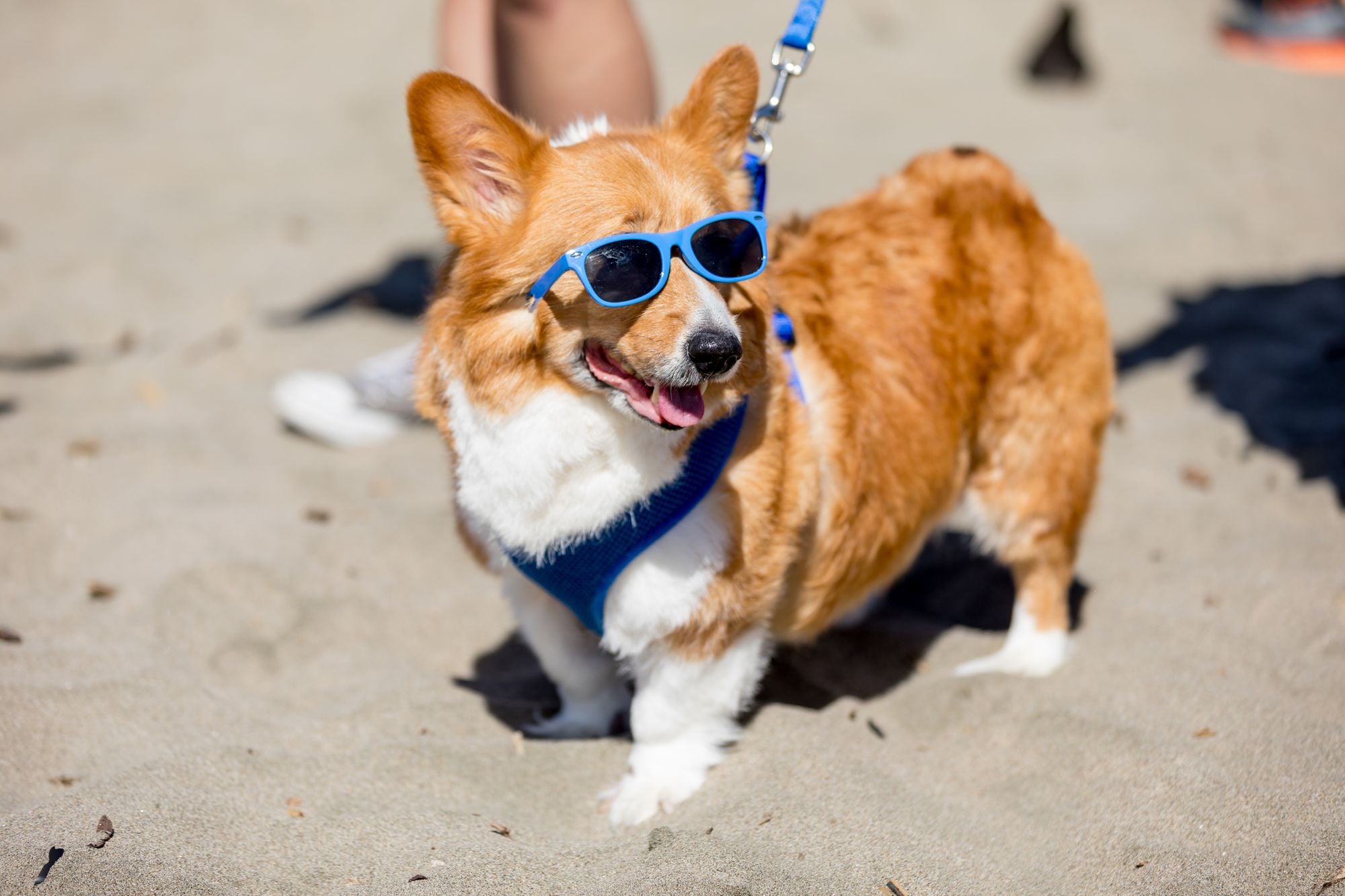 Photos: Hundreds of Corgis Convene on Ocean Beach for First Corgi Con in Three Years