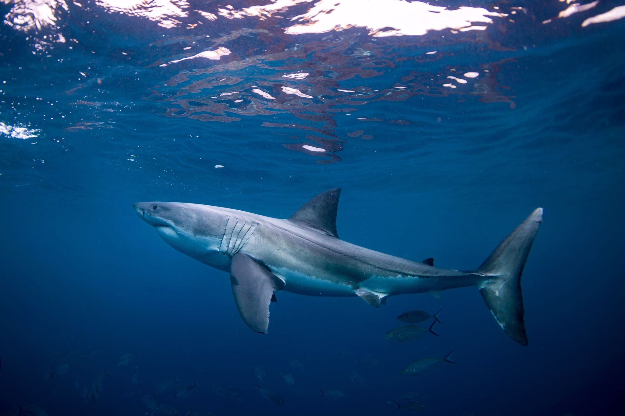 Great White Shark That Attacked Monterey Bay Swimmer Likely Not to Be Found
