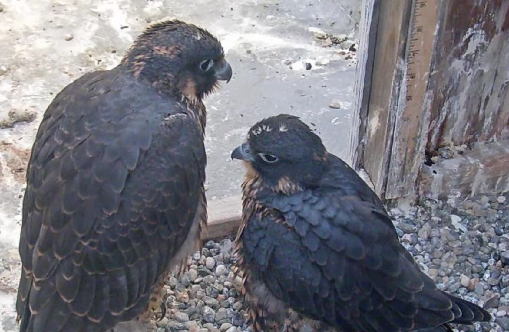 Update On the UC Berkeley Falcon Chicks: They've Fledged and Started Flying