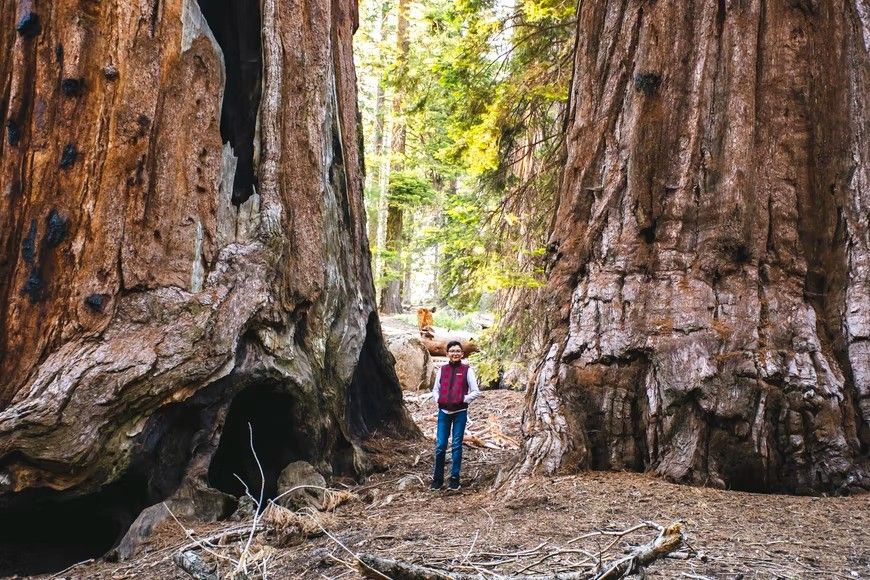Congress Steps In to Save Sequoia Trees, As Nearly 20% Have Been Killed By Wildfires