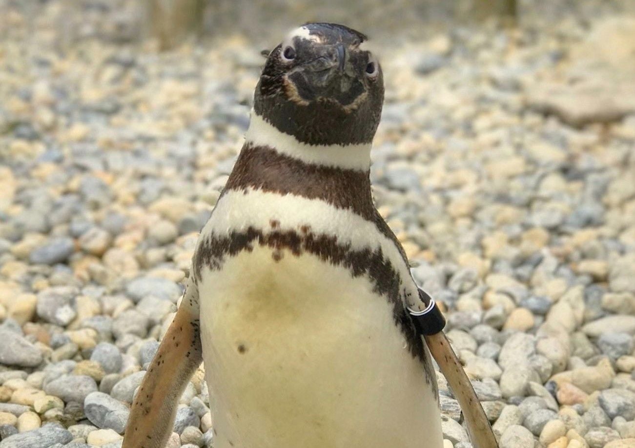 Day Around the Bay: SF Zoo’s Oldest Magellanic Penguin Has Died at 40
