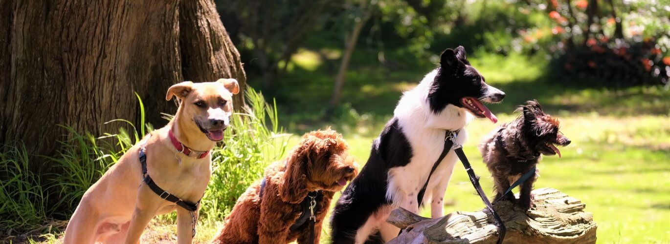 11 Best San Francisco Dog Walkers & Pet Walking Services of 2022