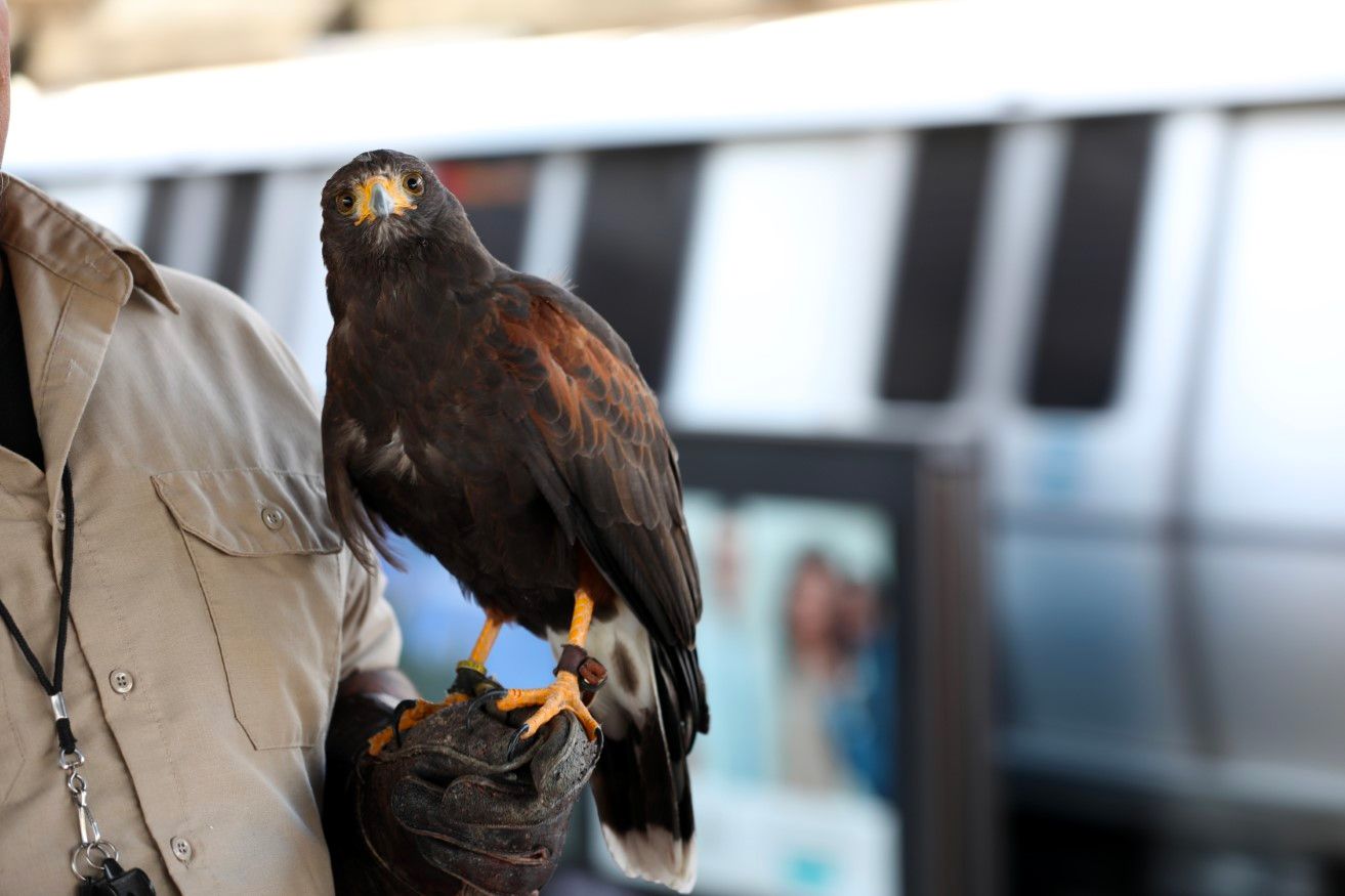 BART Has Hired a Hawk to Manage the Pigeon Population In El Cerrito
