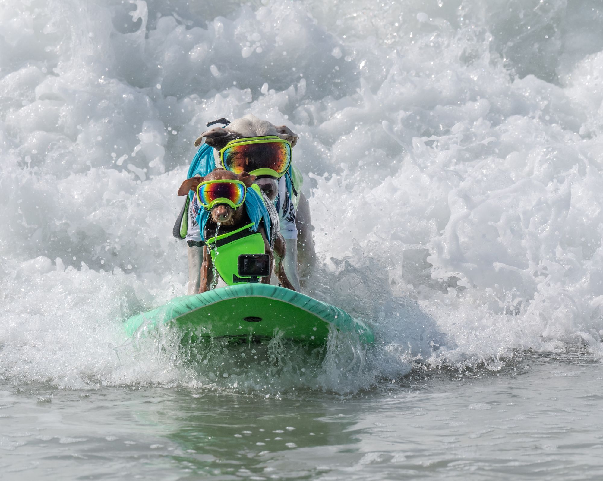 Sunday Links: 2022 World Dog Surfing Championship Draws Hundreds to Linda Mar Beach for All the Canine Fun