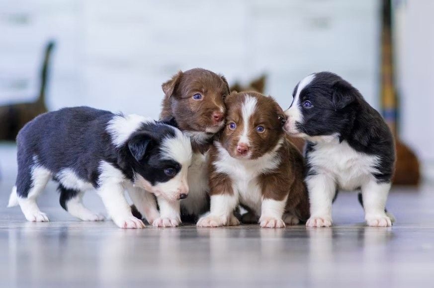 SF Firefighter Allegedly Shot Oakland Man In Puppy-Breeding Dispute