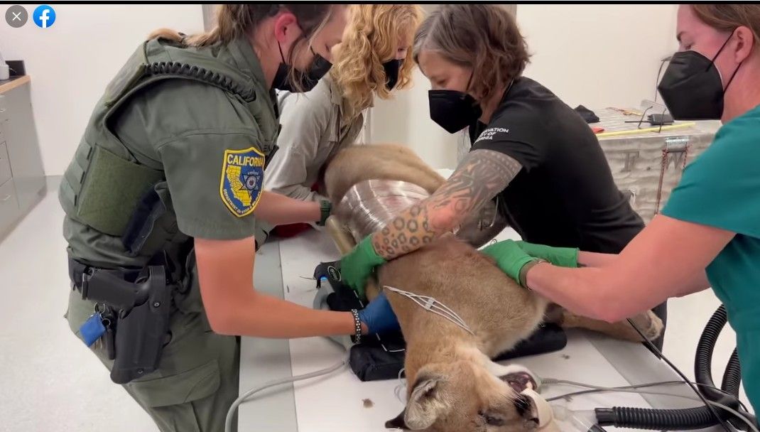 Fatal Shooting of Mountain Lion Begets Social Media Spat Between Hollister PD and Oakland Zoo