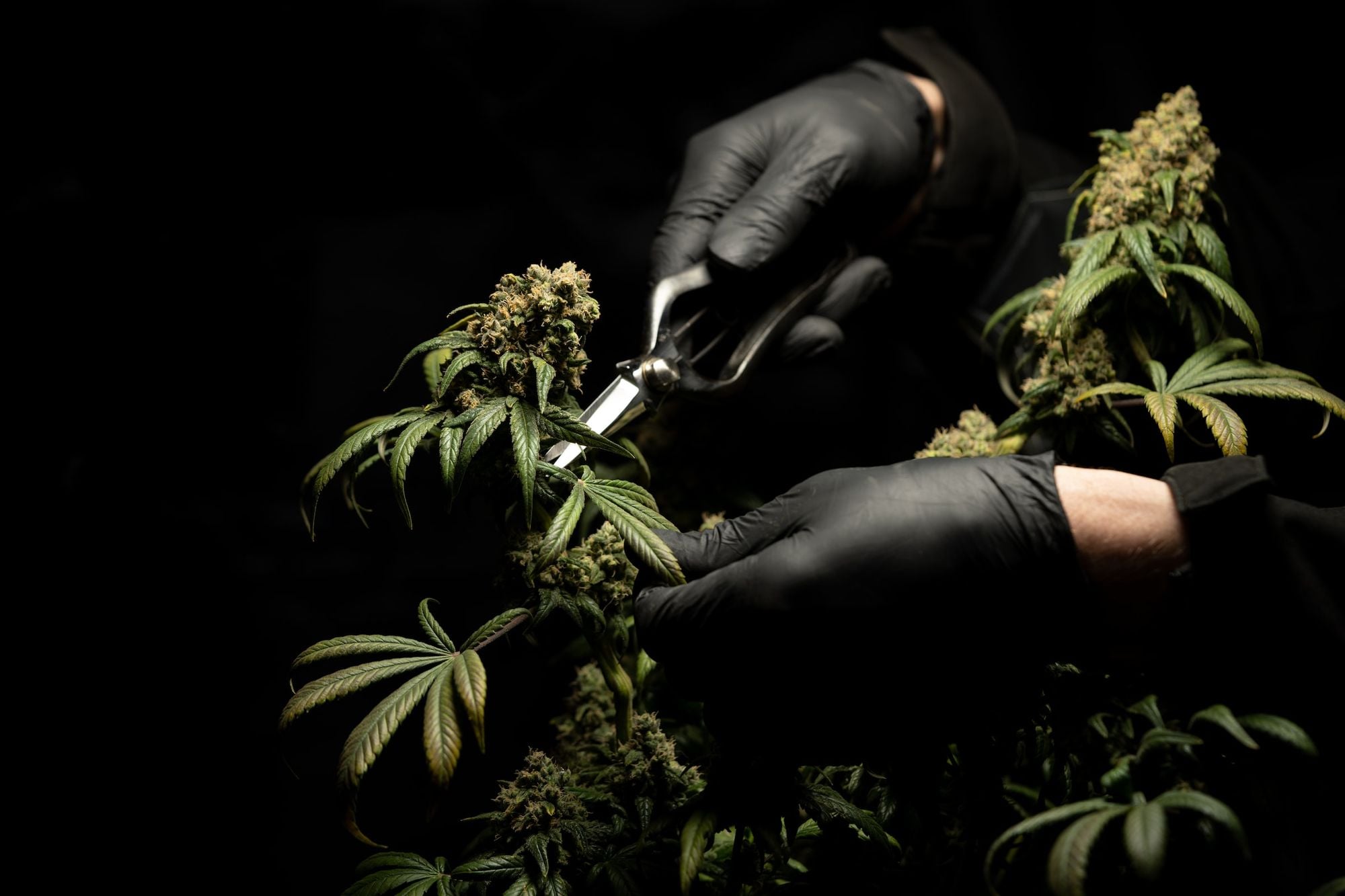 Off-the-Job Marijauna Use Will No Longer Get You Fired in California, Thanks to New State Law