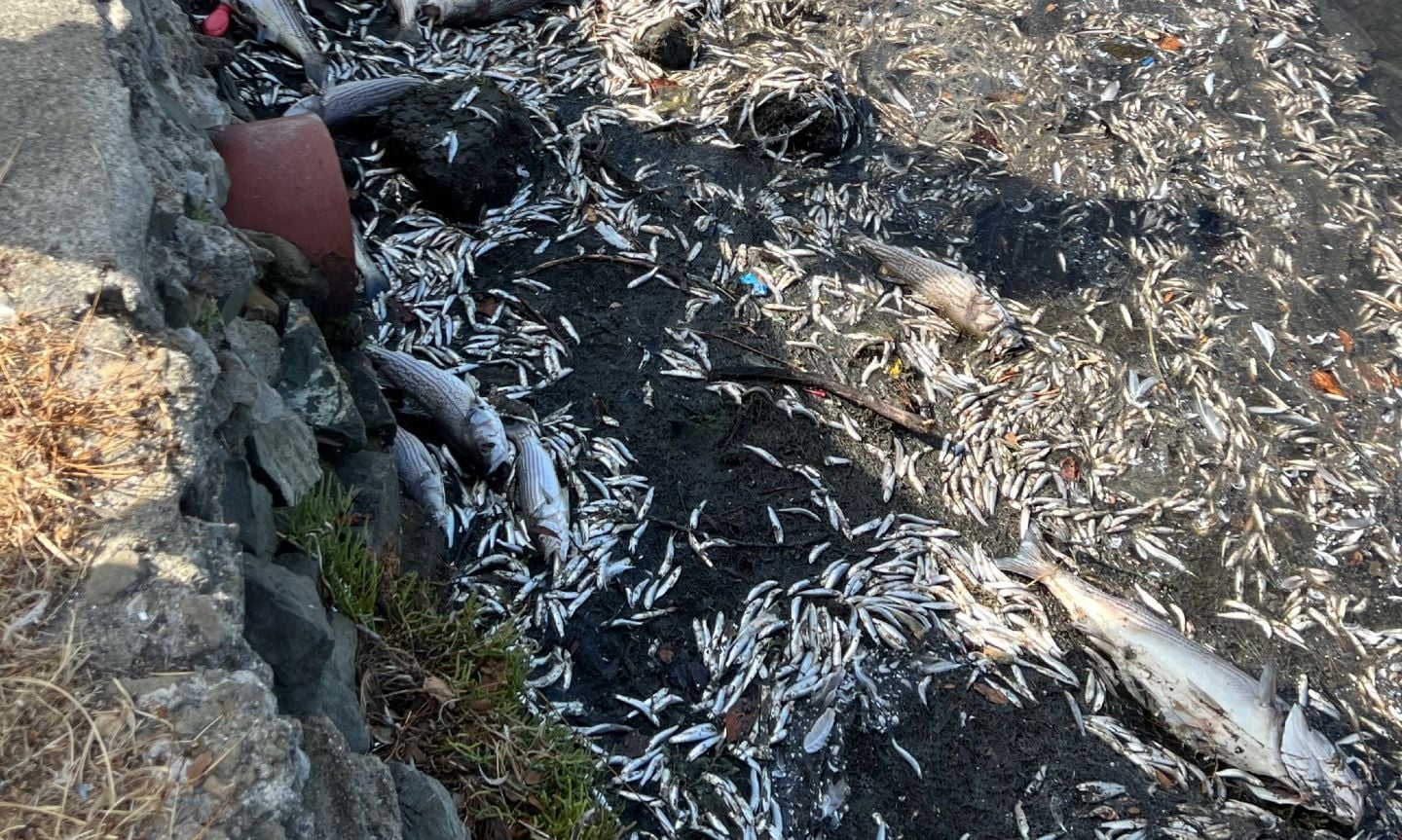 City of Oakland Will Incinerate the 1,200 Pounds of Dead Fish That Have Turned Up in Lake Merritt