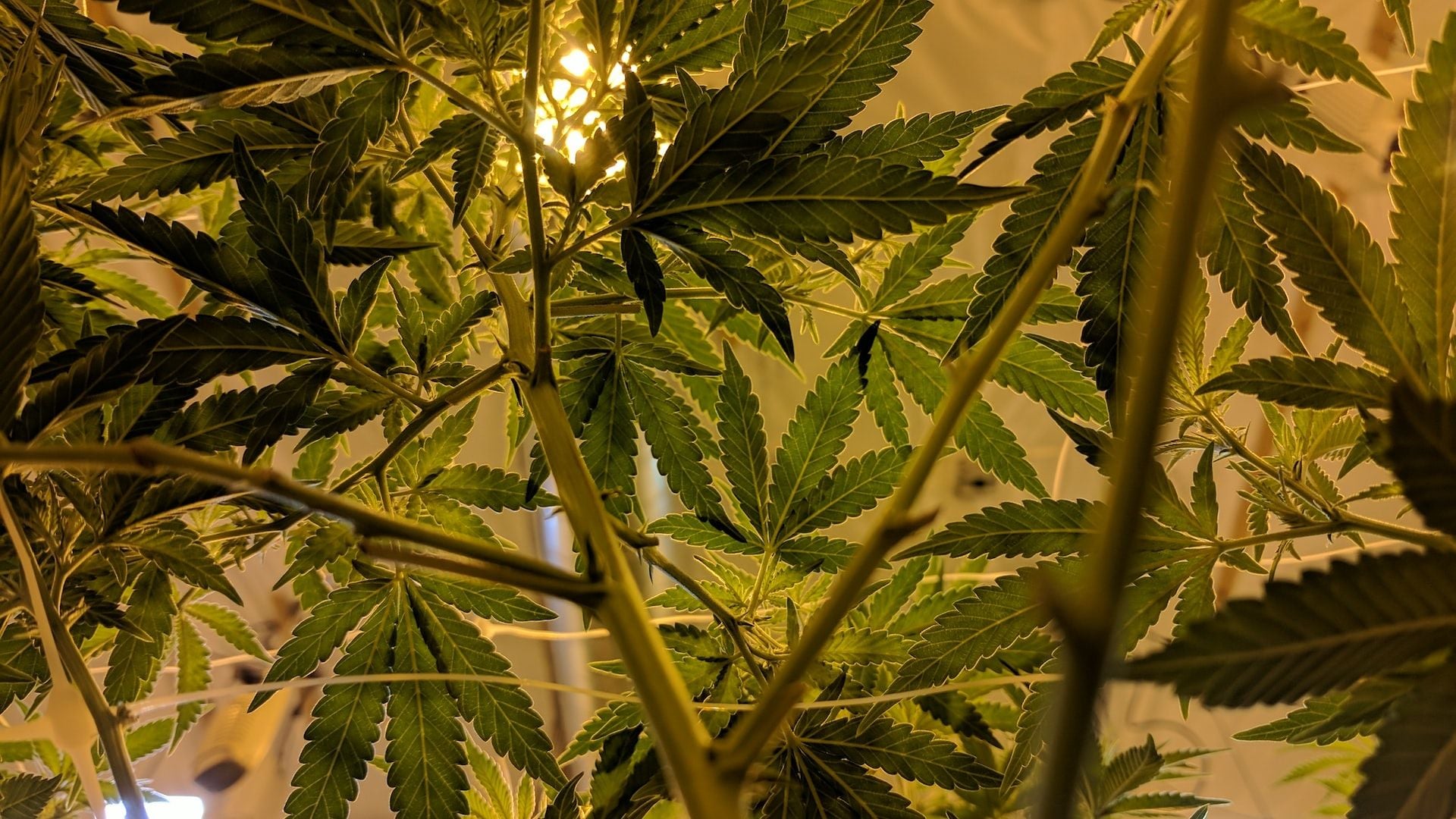 Three People Shot In Unsuccessful Robbery Attempt at San Leandro Marijuana Grow
