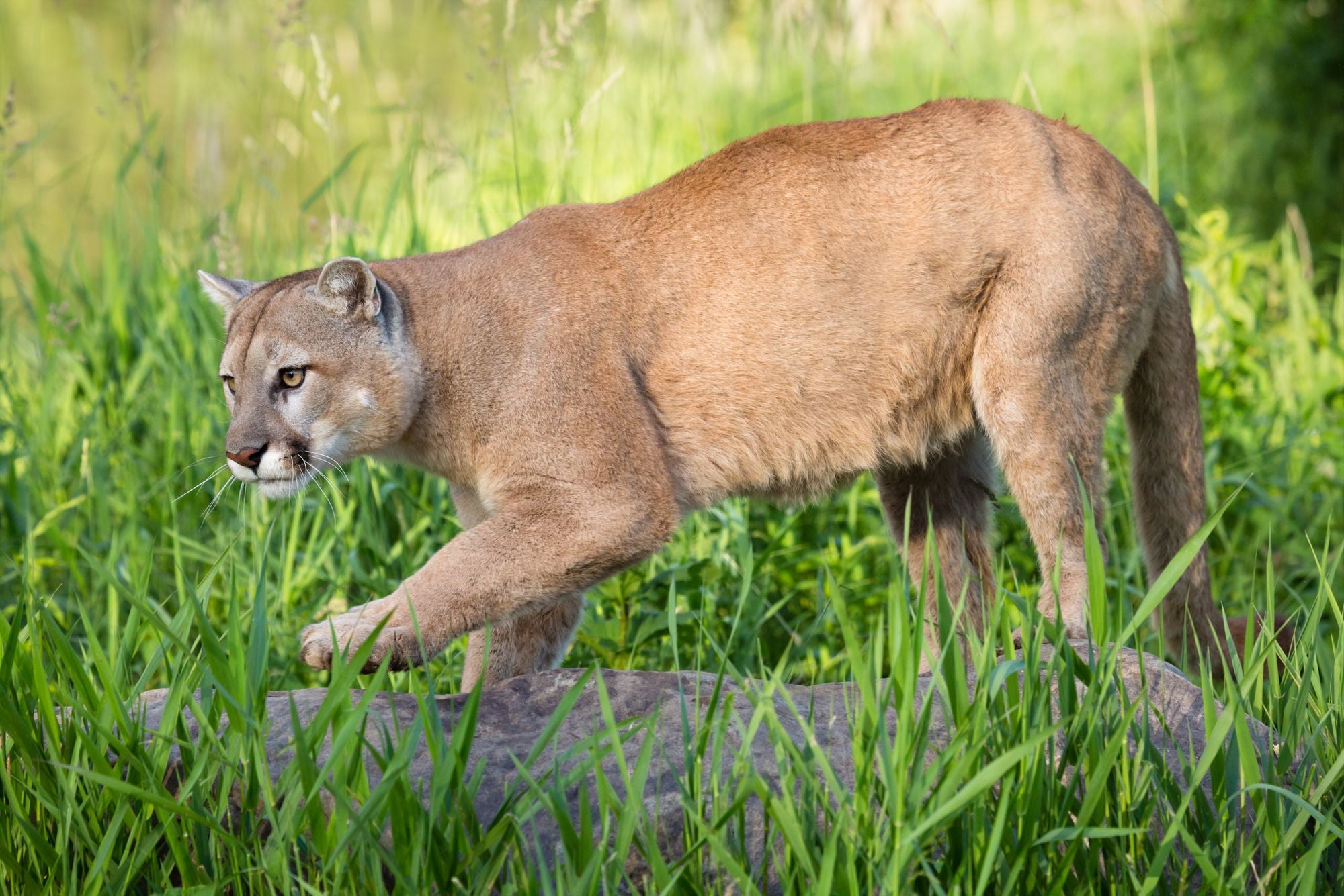 Sunday Links: Mountain Lion Takes Stroll Through San Mateo Neighborhood in Broad Daylight