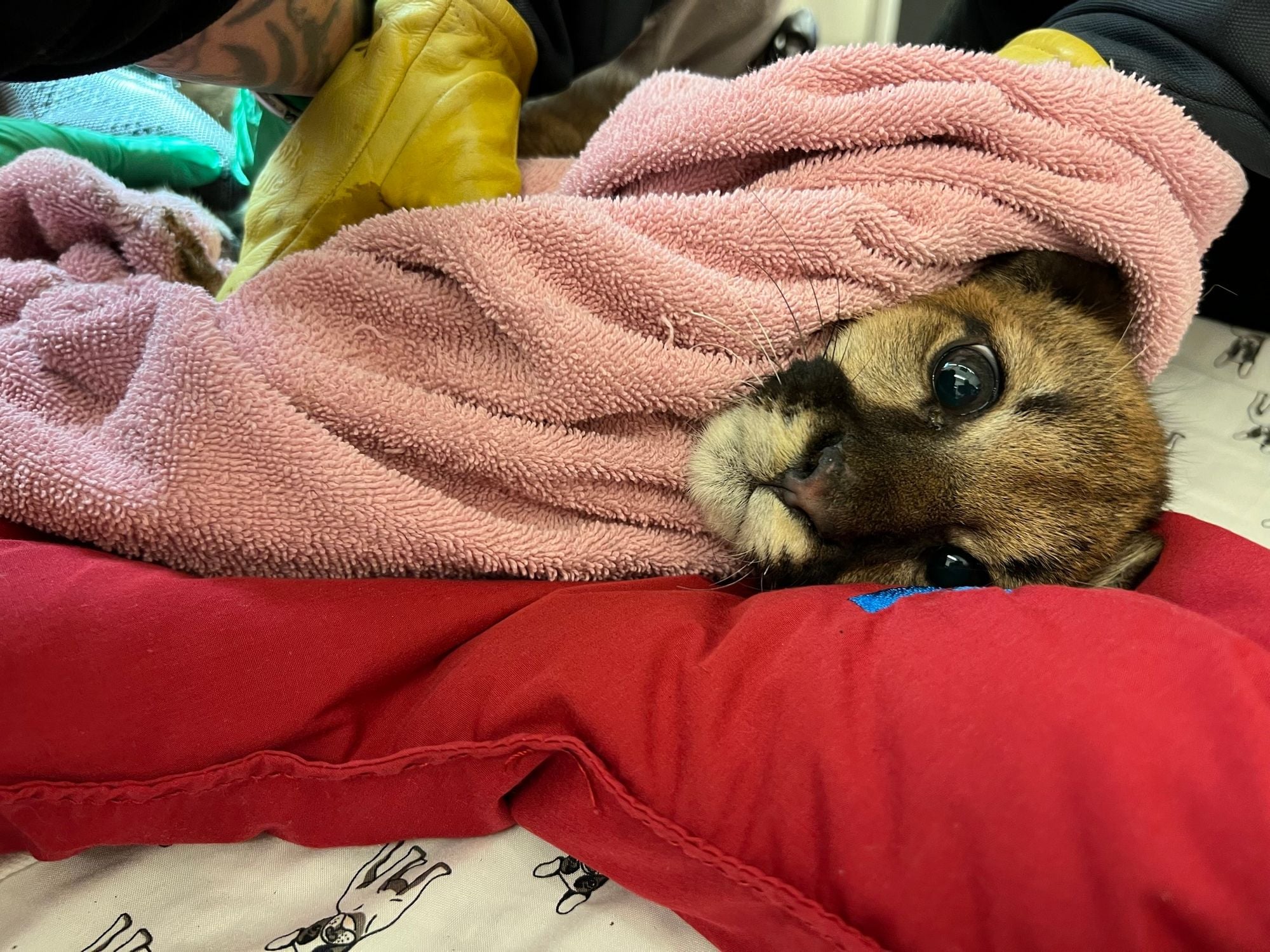 Orphaned Mountain Lion Cub Hobbled By Hypothermia, Taken In By Oakland Zoo