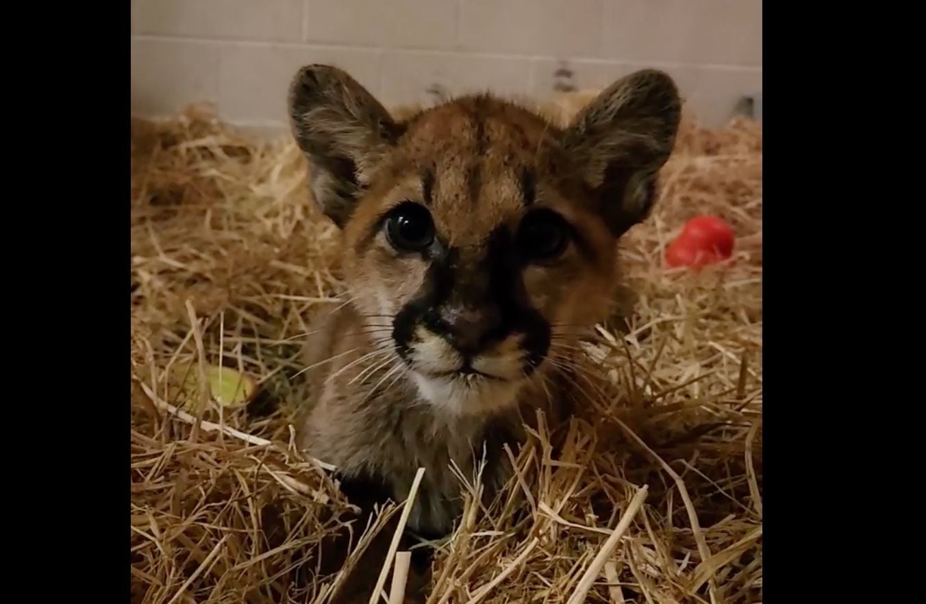 Video: Abandoned Mountain Lion Cub Recovering Nicely At Oakland Zoo, Where Animals Also Got Christmas Presents