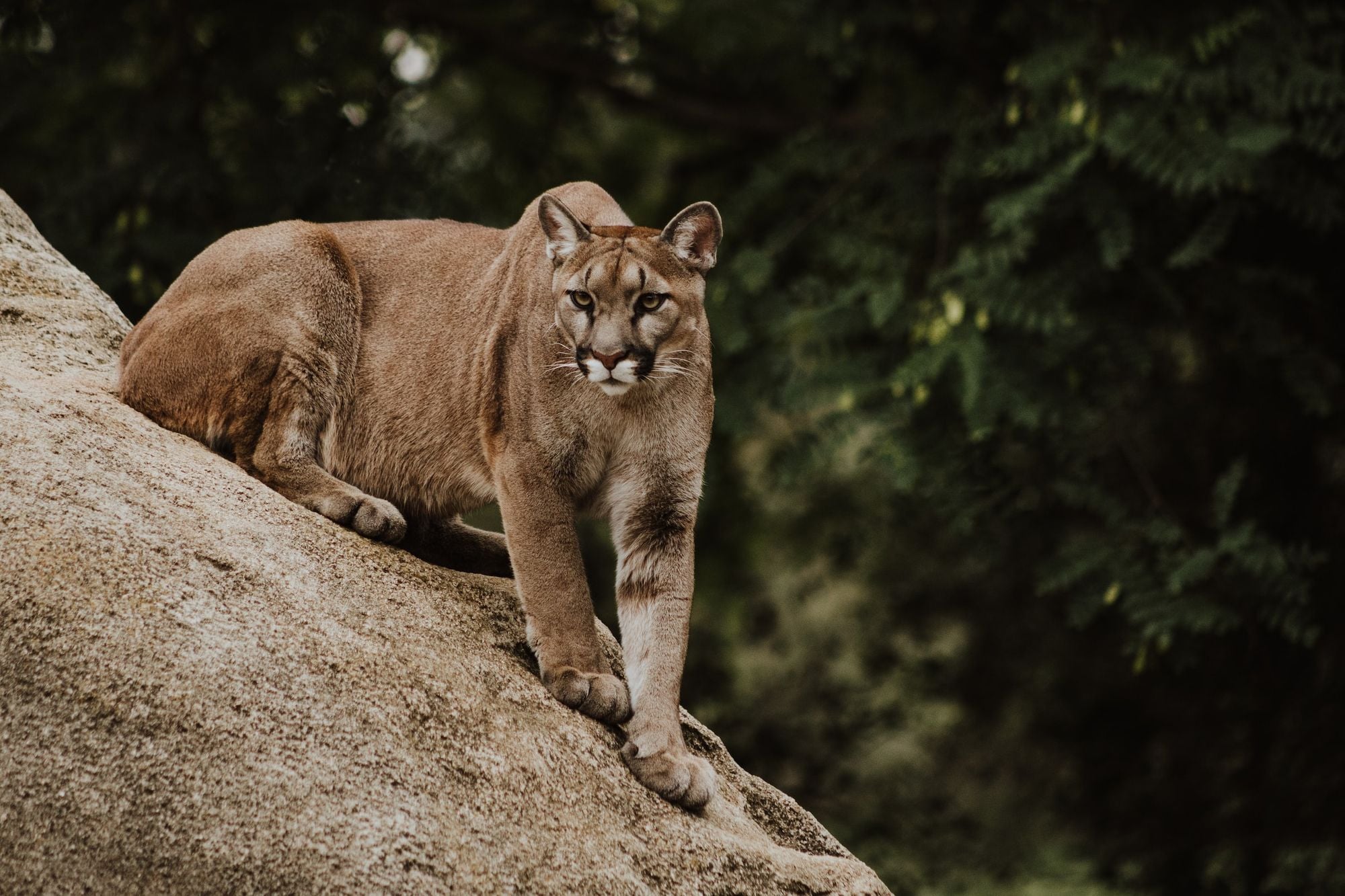Sonoma County Mountain Lion Straight Up Walks Into Woman’s Home, Drags Out Her Dog