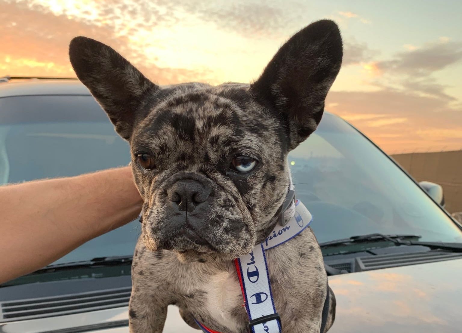 Prosecutors: French Bulldog Theft In South San Francisco Was Arranged By Ex-Girlfriend With Help From Gang Members