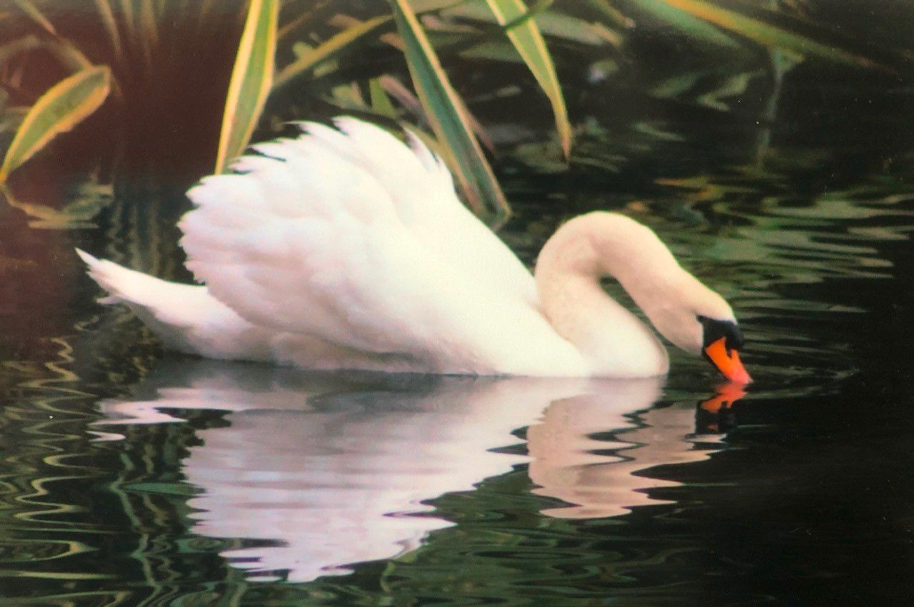 Day Around the Bay: Palace of Fine Arts Swan Dies at Age 28