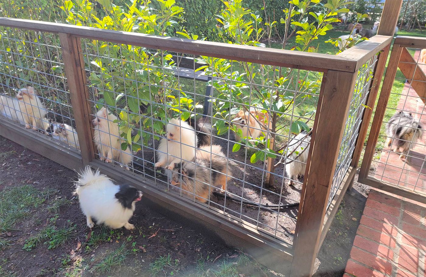Fire at Martinez Home Injures One Person, Displaces 70 Dogs and Cats In Apparent Pet-Hoarding Situation